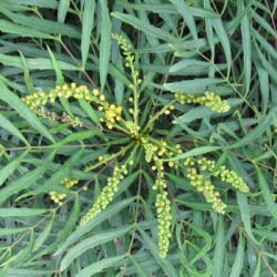 Mahonia sans pines 'Soft caress'